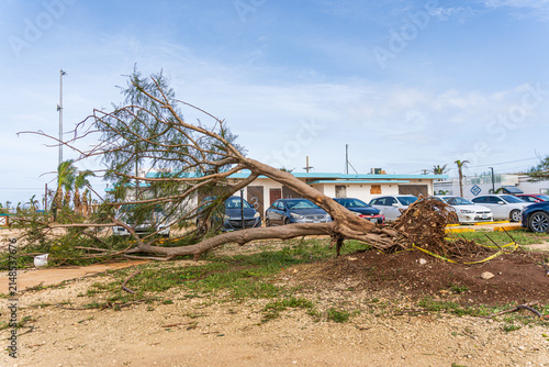 San Jose, Tinian, Northern Mariana Islands - 07 July 2026: View of a large tree uprooted by a typhoon lying across a parking lot with damaged cars and debris.