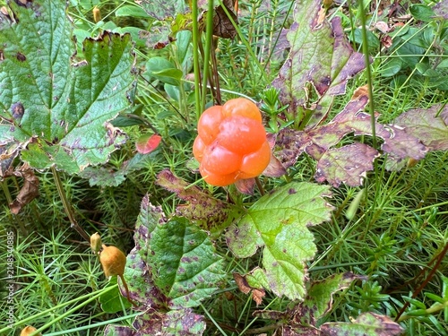 Cloudberry in its natural habitat