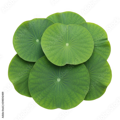 Fresh green water lily leaves floating on water
