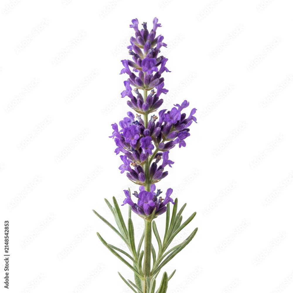 Obraz premium Fresh lavender flower stem with green leaves isolated on transparent background
