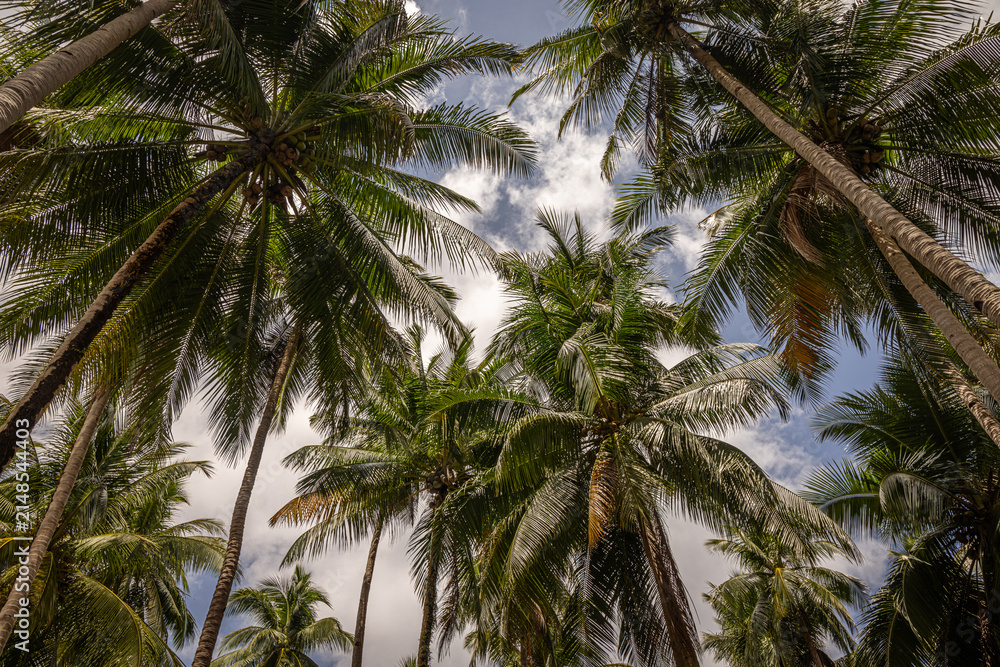 Fototapeta premium Coconut beach palms @ Port Barton, The Philippines