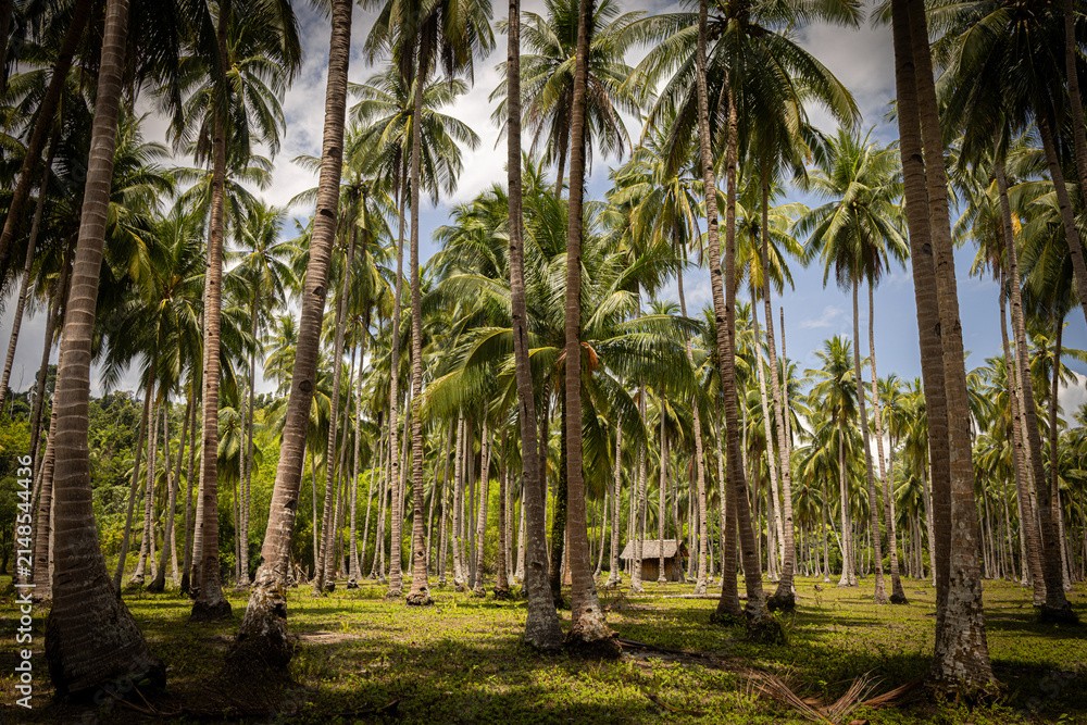 Fototapeta premium Palm @ Port Barton, The Philippines