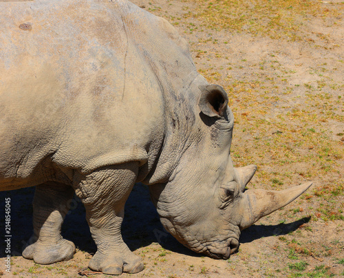 The white rhinoceros or square-lipped rhinoceros cub is the largest extant species of rhinoceros.  It has a wide mouth used for grazing and is the most social of all rhino species
