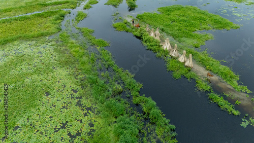 Flood-like monsoon waters cover Bortir Bil, North 24 Parganas, West Bengal, India. A wooden boat glides through the seasonal wetland as cows graze amid lush greenery, reflecting Bengal's rural 