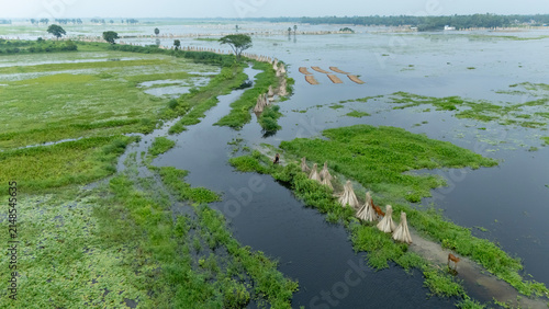 Flood-like monsoon waters cover Bortir Bil, North 24 Parganas, West Bengal, India. A wooden boat glides through the seasonal wetland as cows graze amid lush greenery, reflecting Bengal's rural 