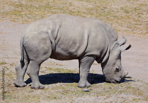 The white rhinoceros or square-lipped rhinoceros cub is the largest extant species of rhinoceros.  It has a wide mouth used for grazing and is the most social of all rhino species