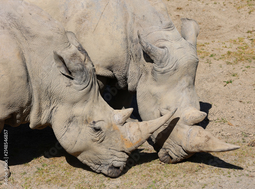 The white rhinoceros or square-lipped rhinoceros is the largest extant species of rhinoceros.  It has a wide mouth used for grazing and is the most social of all rhino species