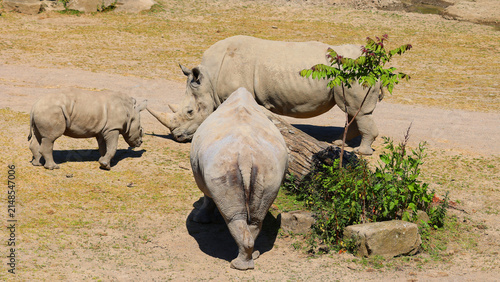 The white rhinoceros or square-lipped rhinoceros cub and mother are the largest extant species of rhinoceros.  It has a wide mouth used for grazing and is the most social of all rhino species