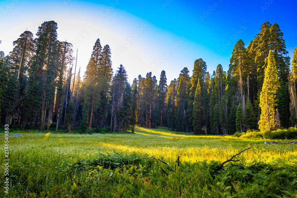 Obraz premium Crescent Meadow glows vibrant at Sequoia sunset