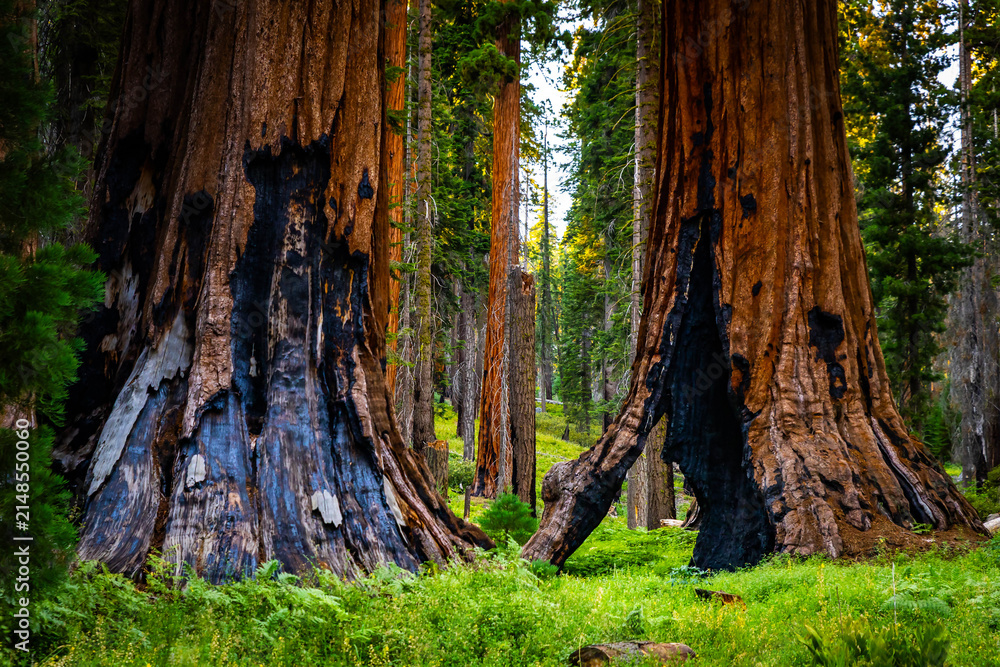 Obraz premium Giant sequoia base next to green Crescent Meadow in Sequoia National Park California