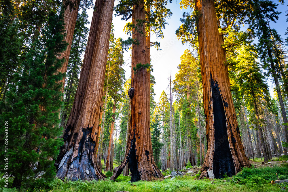 Fototapeta premium Giant sequoias glow at High Sierra Trailhead sunset