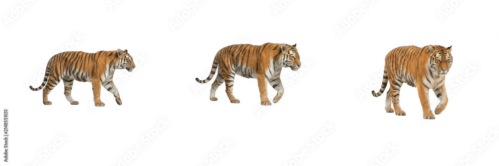 Obraz premium Three Majestic Walking Tigers Isolated on White Background Stock Photo PNG