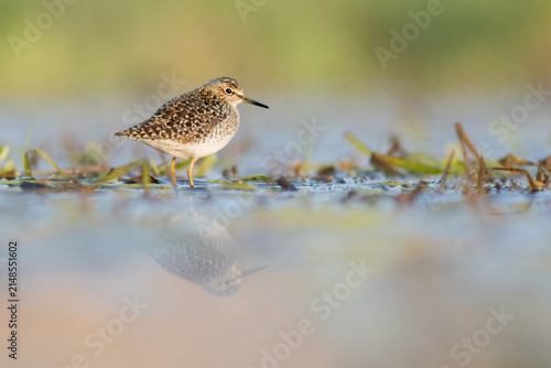 View of a small sandpiper standing in shallow water with its reflection visible in Debrzno, Pomeranian Voivodeship, Poland.