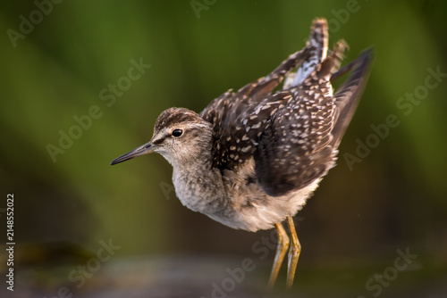 View of a wood sandpiper stretching its wing in a natural wetland habitat in Debrzno, Pomeranian Voivodeship, Poland.