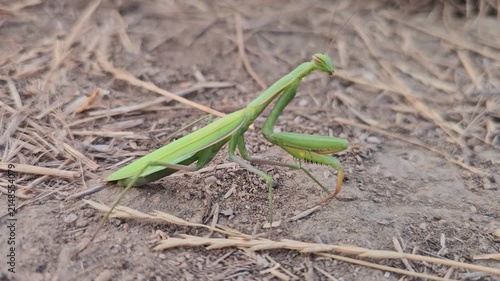 A green praying mantis awaiting its prey in an arid, dry environment.