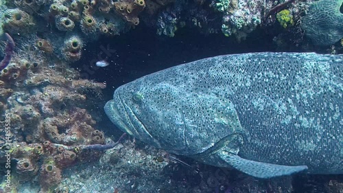 Marine Life: Goliath Grouper (Epinephelus itajara) Swimming on a Shipwreck in the Florida Keys in 4K