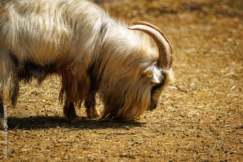 фотографія Long-haired domestic goat (Capra aegagrus hircus) grazing