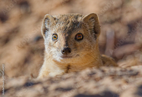 Obraz na płótnie Yellow Mongoose in Kgalagadi Transfrontier Park peering from den
