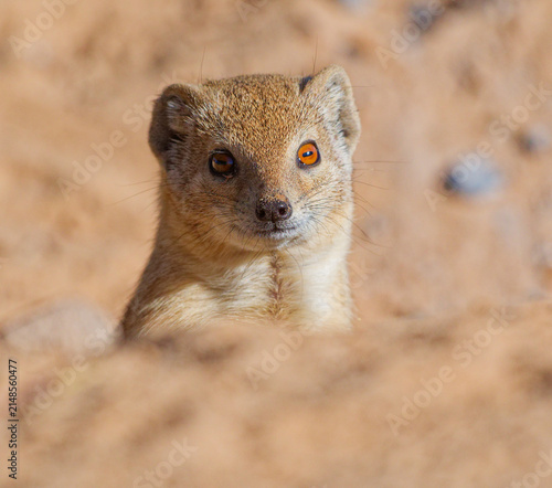 Fotografie Yellow Mongoose in Kgalagadi Transfrontier Park peering from den