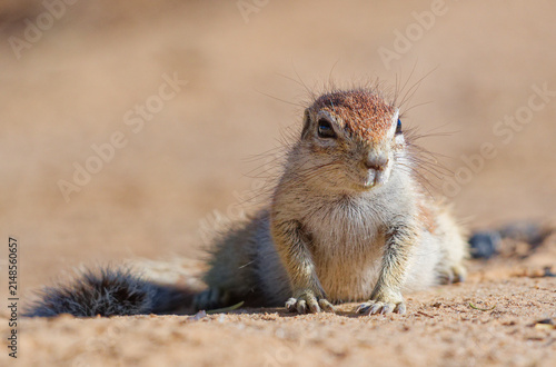 Ground squirrel closeup portrait in Kgalagadi Transfrontier Park