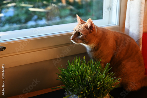 A ginger domestic cat sits on an indoor windowsill beside a pot of fresh cat grass, attentively watching the world outside