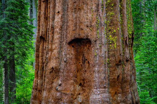 Giant sequoias rise along Tuolumne Grove Trail