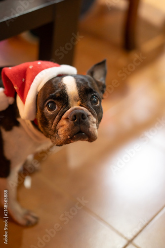 Foto Funny Christmas Dog Wearing Festive Santa Hat Sitting At Home.