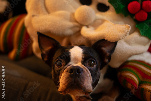 Foto Funny Christmas Dog Wearing Festive Santa Hat Sitting At Home.