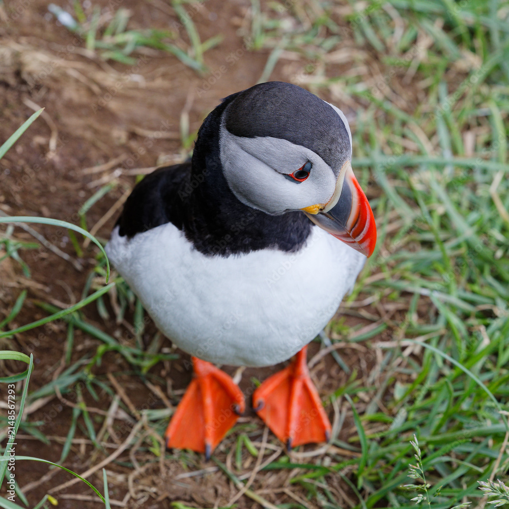 Fototapeta premium Atlantic Puffin Standing on Grassy Ground