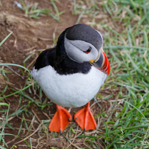 Atlantic Puffin Standing on Grassy Ground