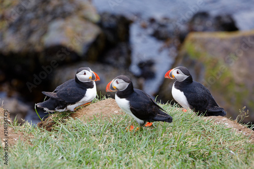 Obraz na płótnie Trio of Atlantic Puffins on a Coastal Cliff Edge