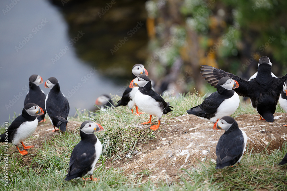 Fototapeta premium Atlantic Puffins Gathering on a Grassy Sea Cliff