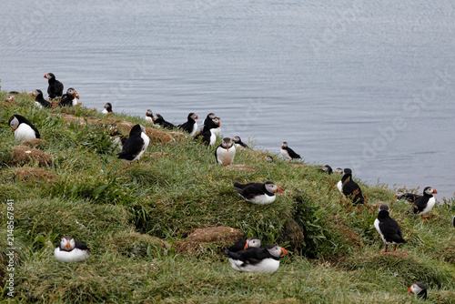 Atlantic Puffins Gathering on a Grassy Coastal Cliffside
