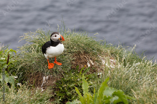 Atlantic Puffin on a Grassy Cliff Overlooking the Ocean