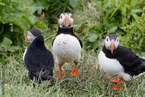 Three Atlantic Puffins on Grassy Ground