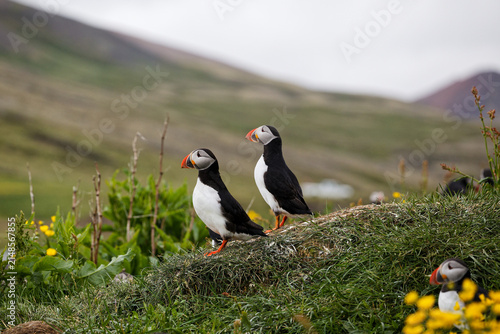 Atlantic Puffins Standing on Grassy Cliffs