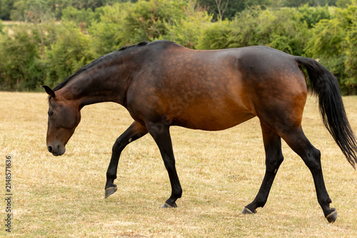 Side profile of a bay horse walking across dry grazing, illustrating overall body condition, muscle development and weight. Suitable for equine health, body condition scoring, nutrition, & grazing.
