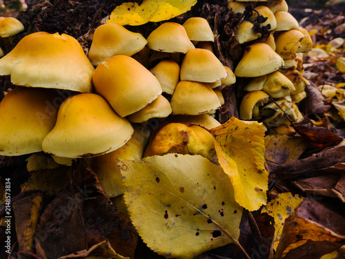 Clusters of bright yellow autumn mushrooms growing on an old tree stump surrounded by fallen yellow leaves in a forest.