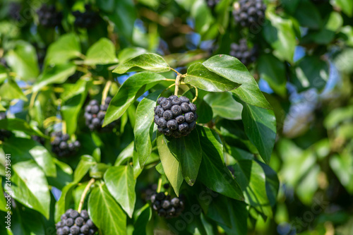 Canvas Print Hedera helix ivy berries on climbing plant with glossy green leaves, black berry