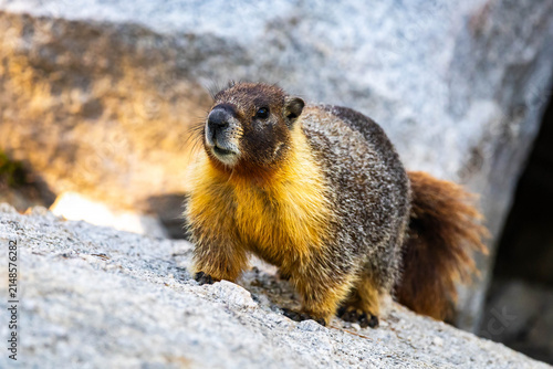 Yellow-bellied Marmot emerging from a shelter in Yosemite National Park