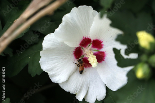 Konstfotografi Honeybee landing on white rose of sharon flower bloom