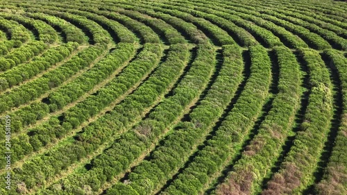 Aerial view of agricultural fields and farmland in a sunny day