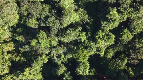 Aerial view of a brazilian rainforest