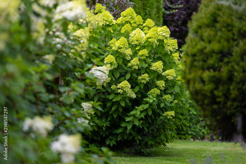 Bild auf Leinwand Beautiful bouquet hydrangea flowers 'Limelight' (Hydrangea paniculata) in a summ