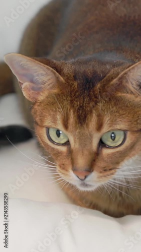 Ginger cute funny cat sitting playing looking and hunting close up. Little best friends. Happy domestic animals at home. Beautiful Abyssinian cat portrait in white pet house. Slow motion 4K