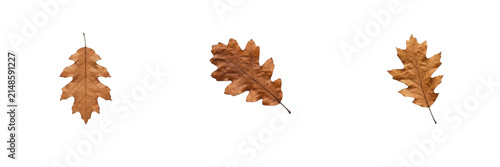 Bild auf Leinwand Dry autumn oak leaf isolated on white background, fallen brown foliage with lobe