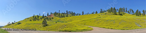 Panoramic Roadside Hillside Covered With Yellow Wildflowers and Pine Trees Under Clear Blue Sky - Location: Highway 212 between I-90 and Broadus, Montana
