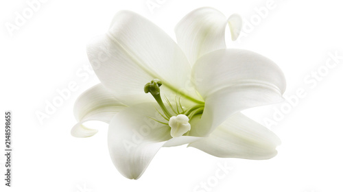 Fotografía Delicate white lily flower with green stamen, isolated on transparent background