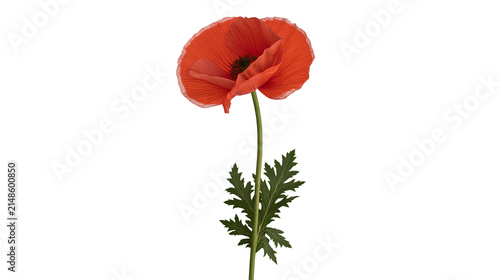 Vibrant red poppy flower with green stem and leaves, isolated on transparent background