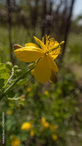 Obraz na plátně Close-up of a Vibrant Yellow Celandine Flower (Chelidonium majus)

A beautiful macro photograph of a bright yellow celandine flower in full bloom